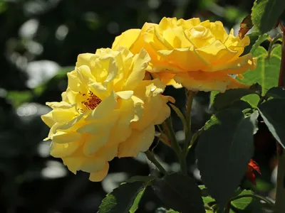 Фото розы голдштерн в различных форматах