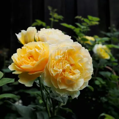 Уникальная роза голдштерн на фото