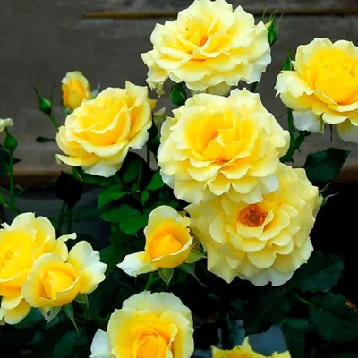 Изображение розы голдштерн в формате png