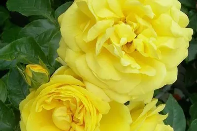 Превосходная фотография розы голдштерн