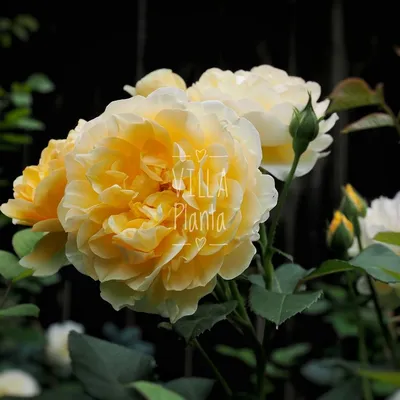 Фото розы голдштерн с возможностью выбрать размер