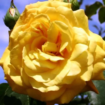 Фотография розы голдштерн в формате jpg
