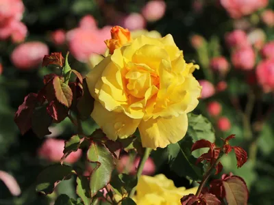 Прекрасная роза голдштерн на фото