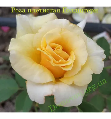 Изображение розы голдштерн с выбором размера
