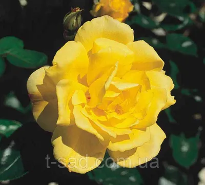 Фото розы голдштерн в разных форматах