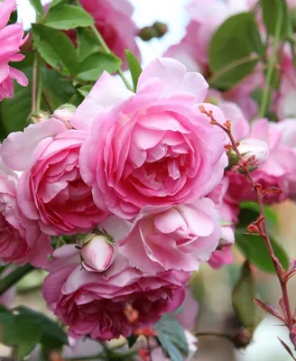 Роза голдштерн в широком ассортименте фото
