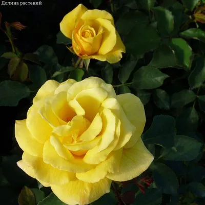 Фото розы голдштерн в формате jpg