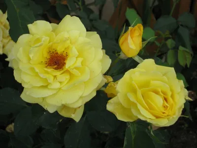 Изображение розы голдштерн в формате png
