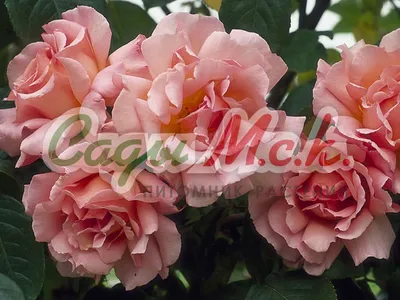 Фото розы голдштерн с возможностью настраивать размер