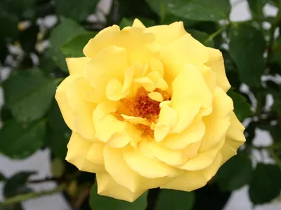 Качественная картинка розы голдштерн