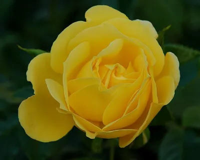 Удивительное изображение розы голдштерн