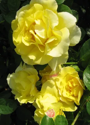 Превосходная картинка розы голдштерн