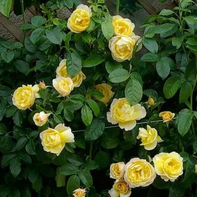 Восхитительное изображение розы голдштерн