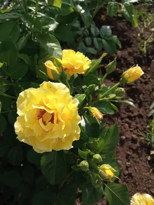 Качественная фотография розы голдштерн