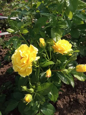 Изображение розы голдштерн с возможностью выбора размера