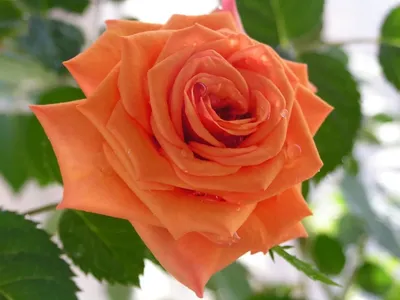 Роза гоша - фото в jpg