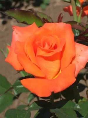 Изображение розы гоши в формате png