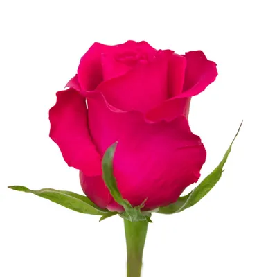 Фотография розы гоши в формате webp