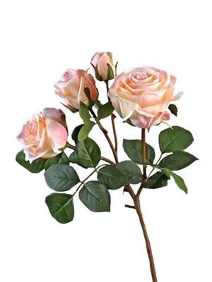 Фото розы гоши - выберите размер и формат