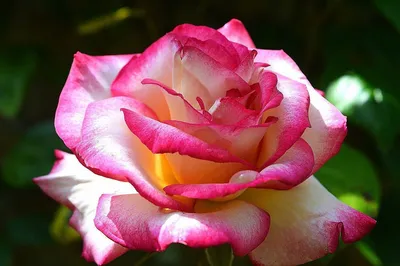 Фотка розы гоши для скачивания в высоком качестве - jpg