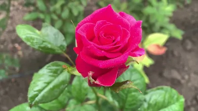 Картинка розы гоши - выберите формат и размер