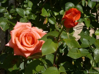 Фото розы гоши в высоком разрешении - png