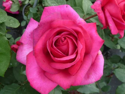 Изображение розы гоши для скачивания в формате webp
