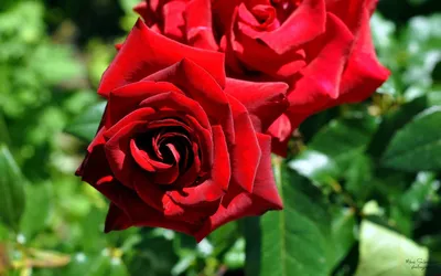 Фотография розы гоши - выберите размер и формат
