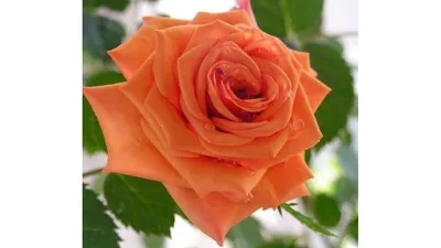 Фотография розы гоши в webp
