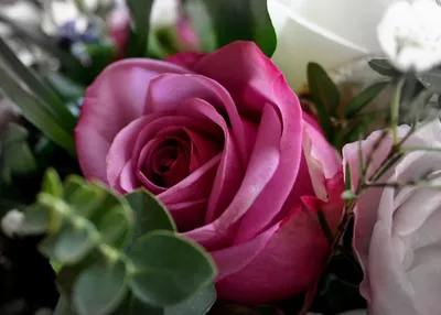 Изображение розы гоши для скачивания - webp