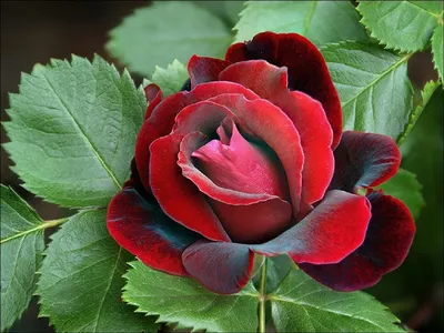 Фото розы гоши - выберите размер