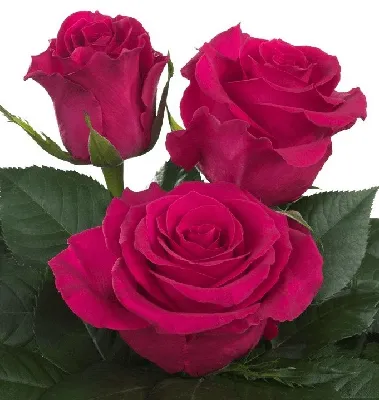Фотография розы готча для загрузки в формате jpg