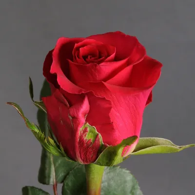 Роза готча в формате jpg - стандартный формат для фотографий