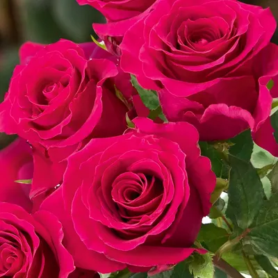 Красивая фотография розы готча в формате webp для быстрой загрузки на сайт