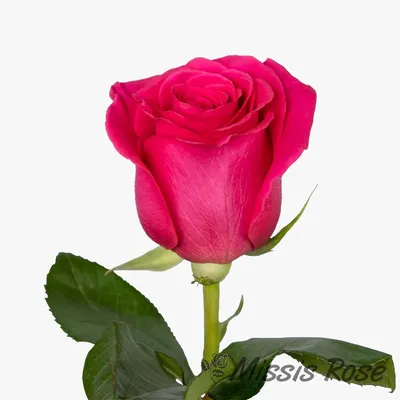 Оригинальное изображение розы готча для создания фотоманипуляций