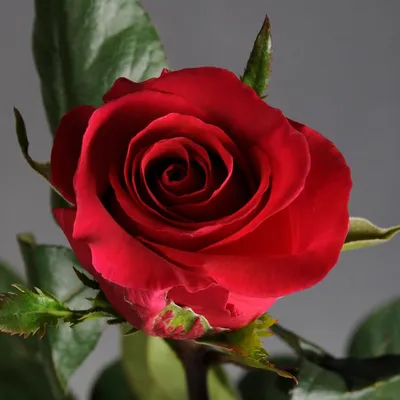 Уникальное изображение розы готча с прозрачным фоном для слоев