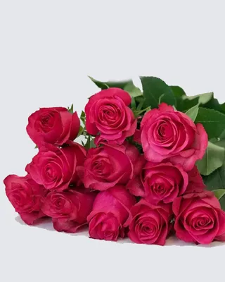 Фотография розы готча в формате jpg с насыщенными цветами