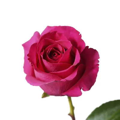 Красивая фотография розы готча с эффектом переливающихся цветов