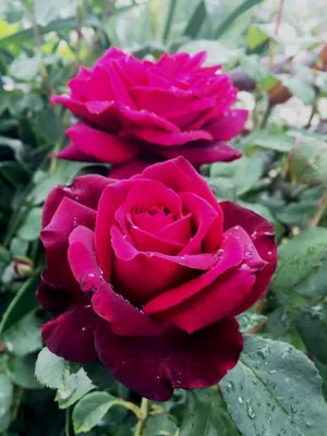 Фотка розы графини дианы для скачивания