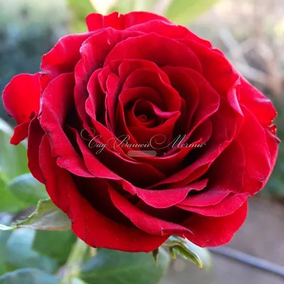 Красивая картинка розы графини дианы