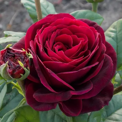 Фотография розы графини дианы для загрузки