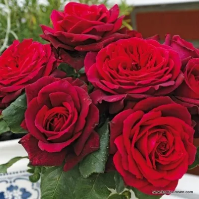 Фотография красивой розы графини дианы