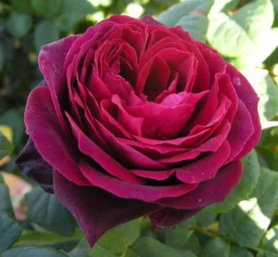 Роза графини дианы на фото
