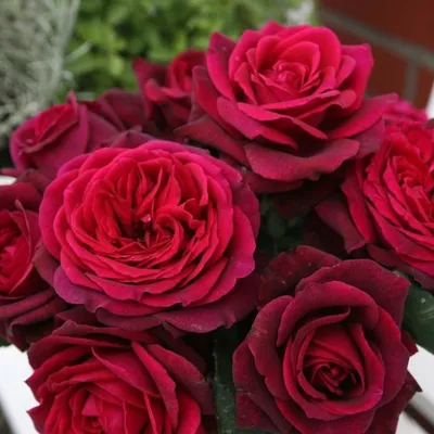 Роза графини дианы на ярком фото