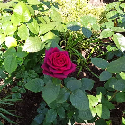 Изображение розы графини дианы в высоком качестве для загрузки