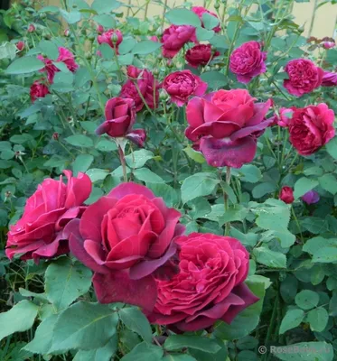 Фото красивой розы графини дианы для скачивания