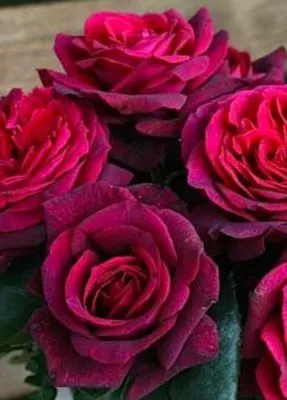 Красивая фотография розы графини дианы в формате jpg