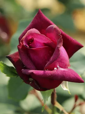 Роза графини дианы на качественном фото