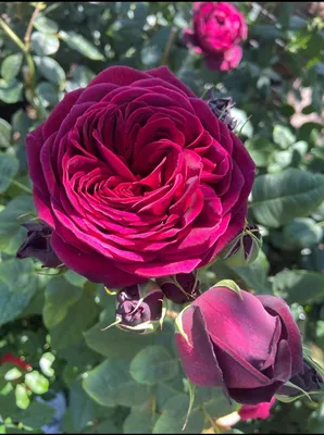Картинка розы графини дианы с эффектом размытия
