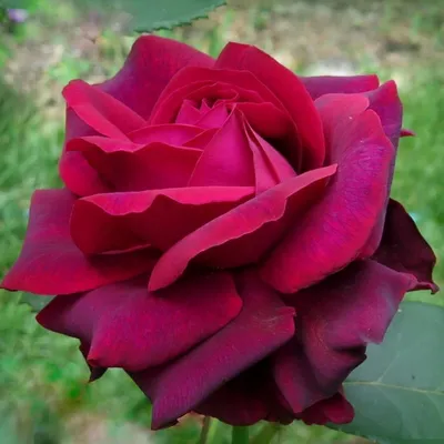 Изображение розы графини дианы с деталями в высоком качестве